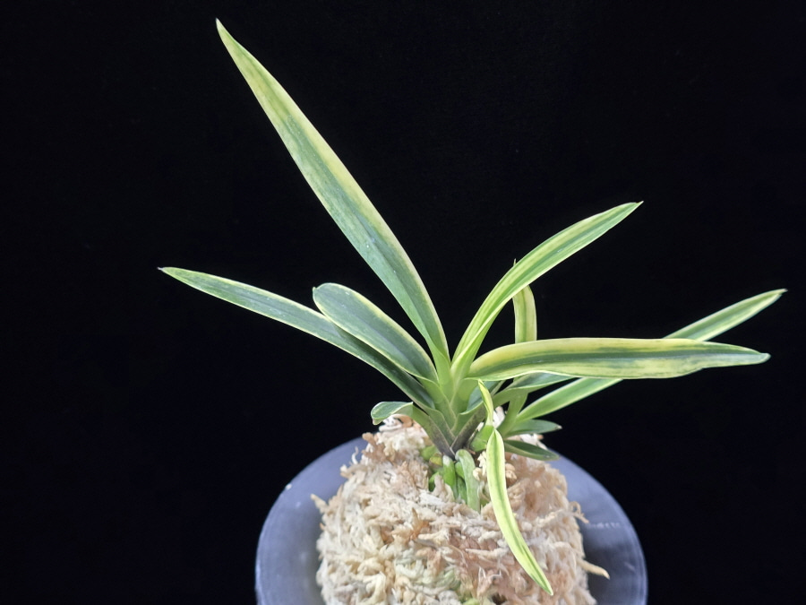 북두성 北斗星 Bukduseong(Hokutosei) 북두성 北斗星 Bukduseong(Hokutosei)