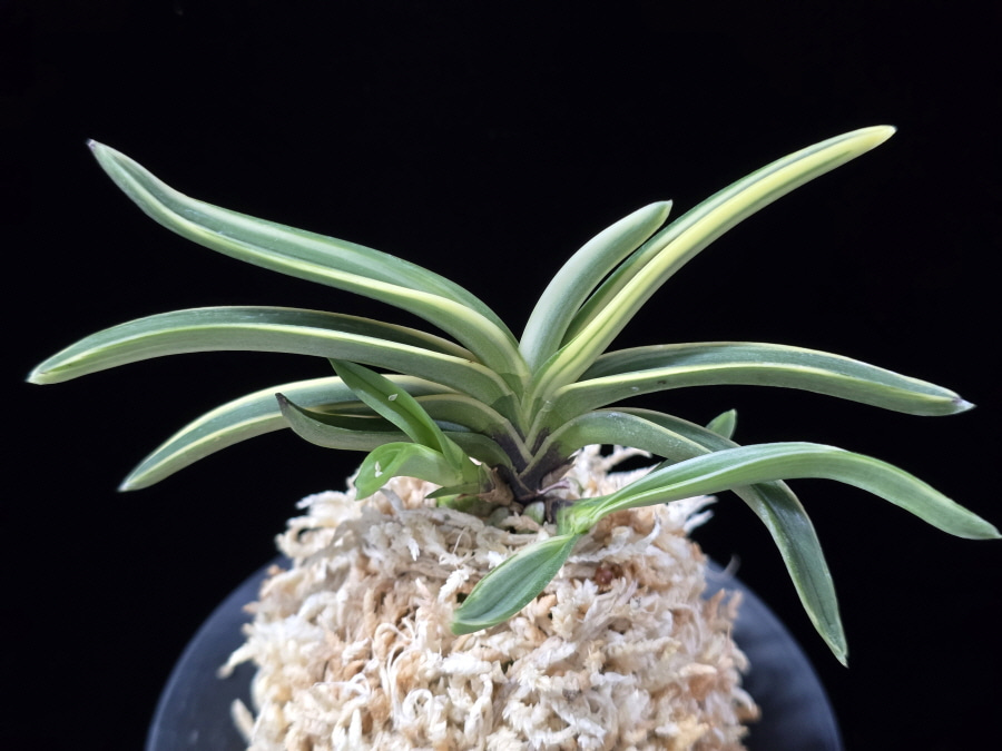 서학 西鶴 Saikaku 서학 西鶴 Saikaku