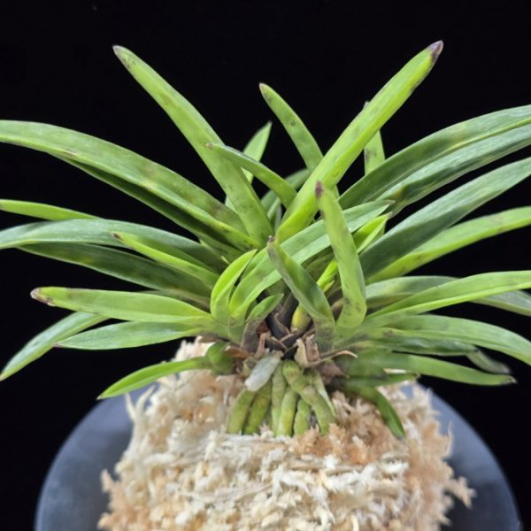 금광성 金光星 Kinkosei