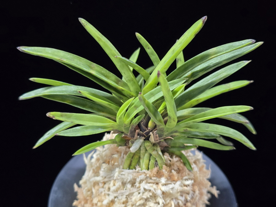 금광성 金光星 Kinkosei 금광성 金光星 Kinkosei