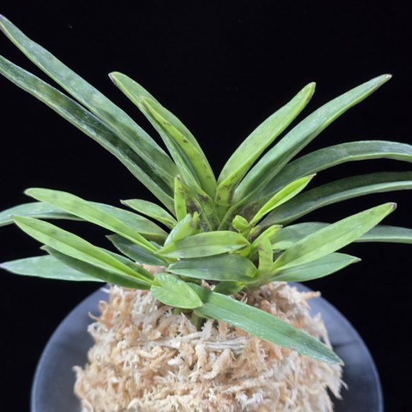 금광성 金光星 Kinkosei