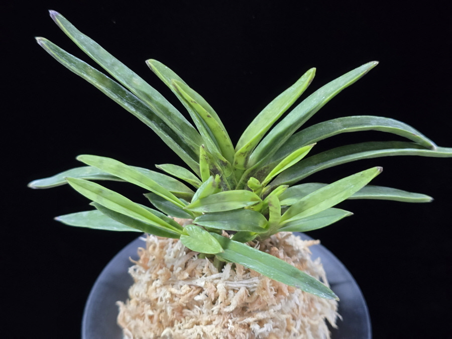 금광성 金光星 Kinkosei 금광성 金光星 Kinkosei