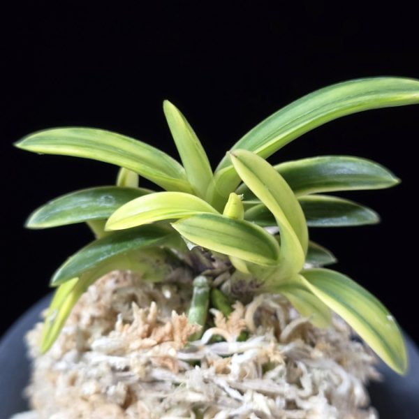 취화금 翠華錦 Suikanishiki