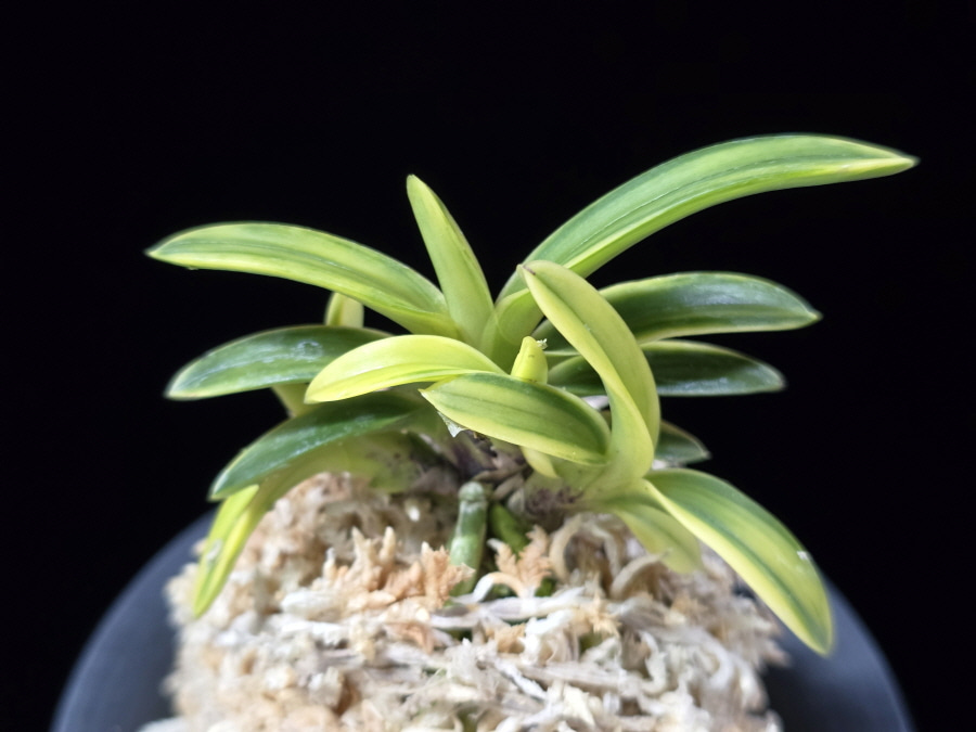 취화금 翠華錦 Suikanishiki 취화금 翠華錦 Suikanishiki