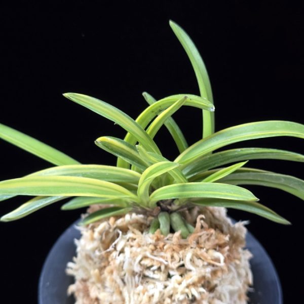 금두 金兜 Kinkabuto