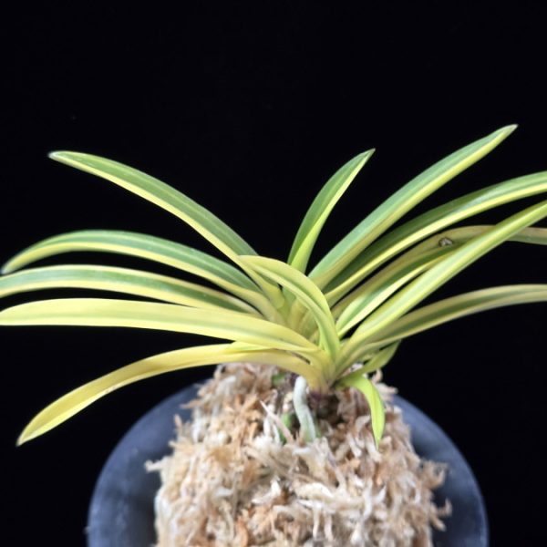 조일전 朝日殿 Asahiden