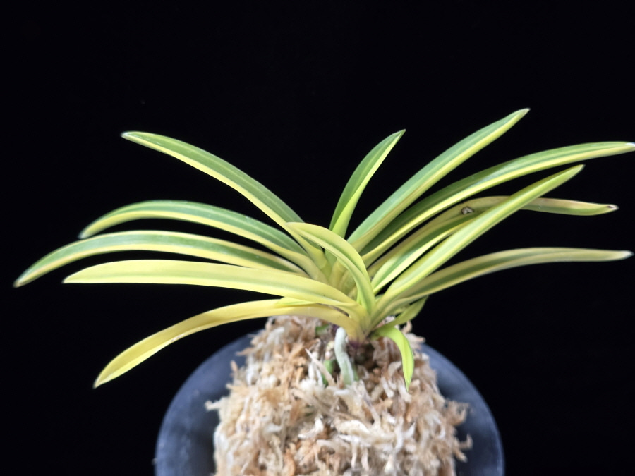 조일전 朝日殿 Asahiden 조일전 朝日殿 Asahiden