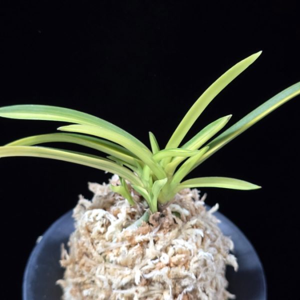 조일전 朝日殿 Asahiden