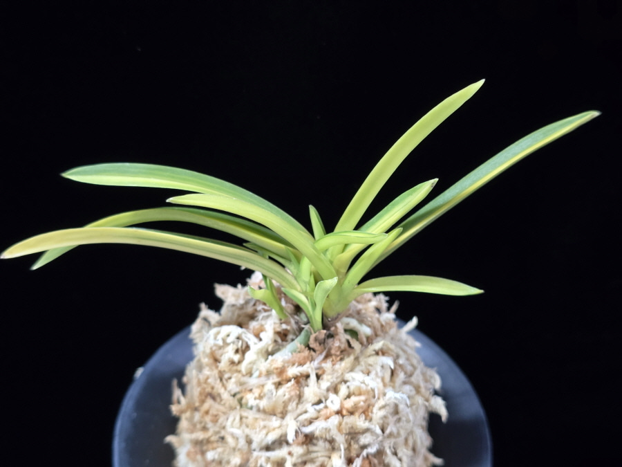 조일전 朝日殿 Asahiden 조일전 朝日殿 Asahiden