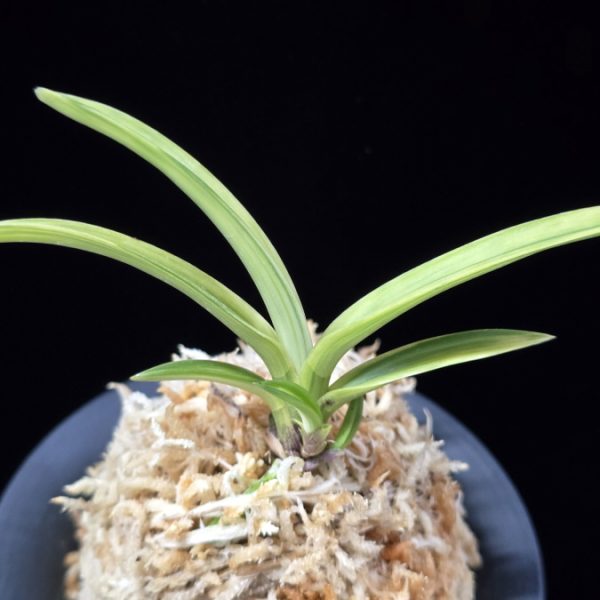 백희설 白熙雪 Baekhuiseol