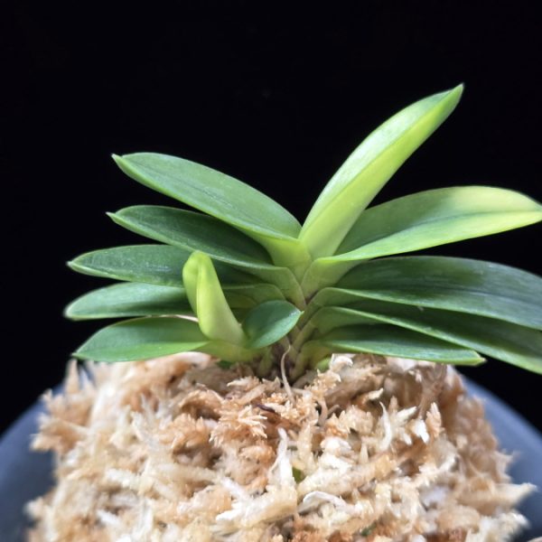 정설 淀雪 Jeongseol (Daiunkai+Yodo no matsu)