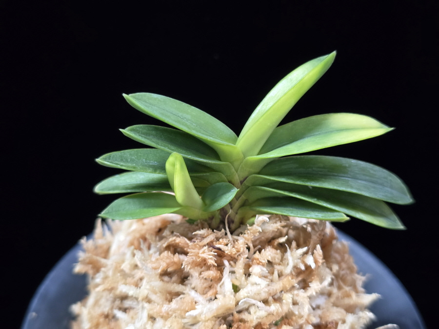 정설 淀雪 Jeongseol (Daiunkai+Yodo no matsu) 정설 淀雪 Jeongseol (Daiunkai+Yodo no matsu)