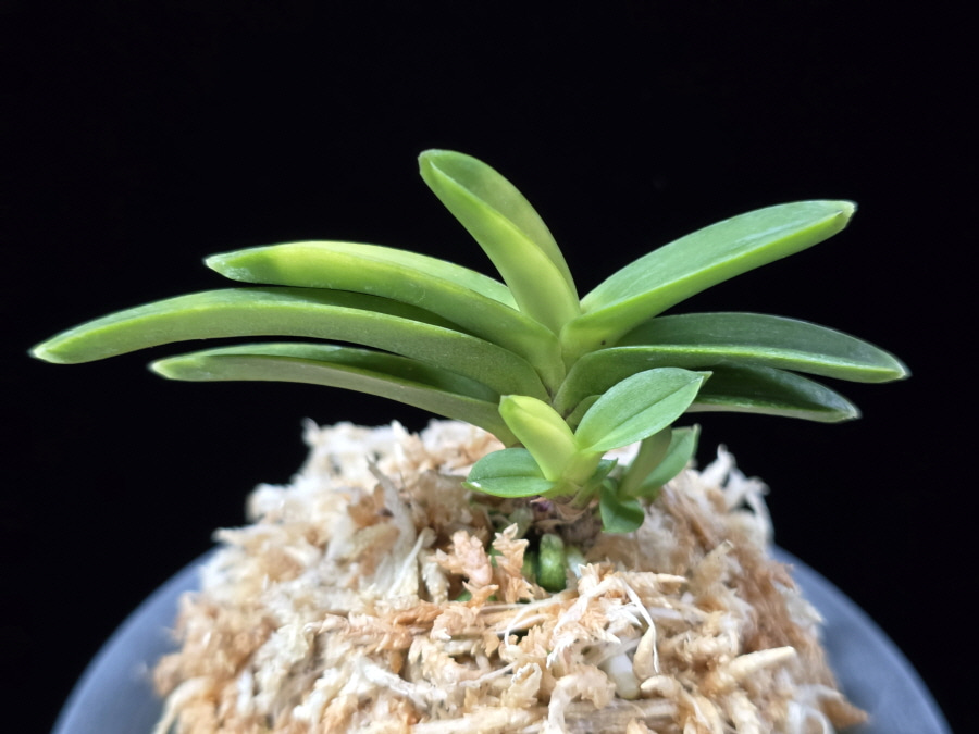 정설 淀雪 Jeongseol (Daiunkai+Yodo no matsu) 정설 淀雪 Jeongseol (Daiunkai+Yodo no matsu)