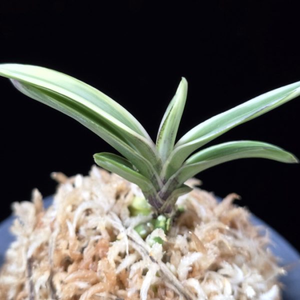 계림 鷄林 Gyerim (Benisuisho)