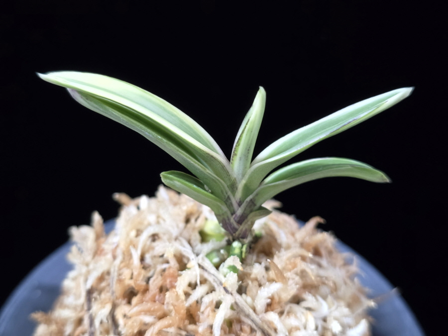 계림 鷄林 Gyerim (Benisuisho) 계림 鷄林 Gyerim (Benisuisho)