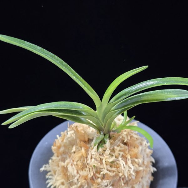 감벽 紺碧 Konpeki