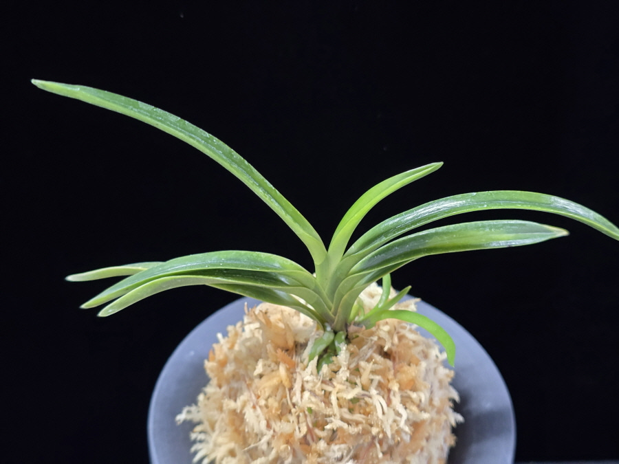 감벽 紺碧 Konpeki 감벽 紺碧 Konpeki