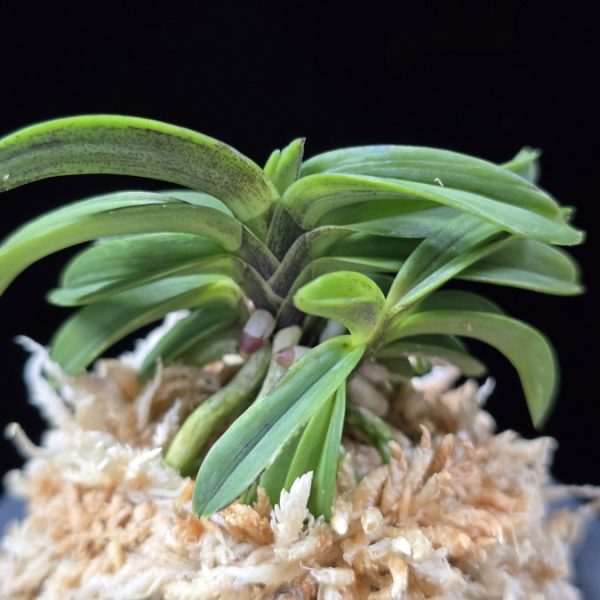 장백 將白  Jangbaek (Janggun+Momoyamanishiki)