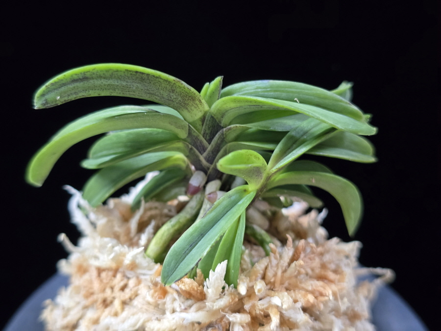 장백 將白 Jangbaek (Janggun+Momoyamanishiki) 장백 將白 Jangbaek (Janggun+Momoyamanishiki)