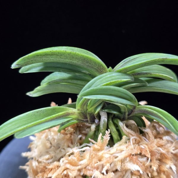 장백 將白  Jangbaek (Janggun+Momoyamanishiki)