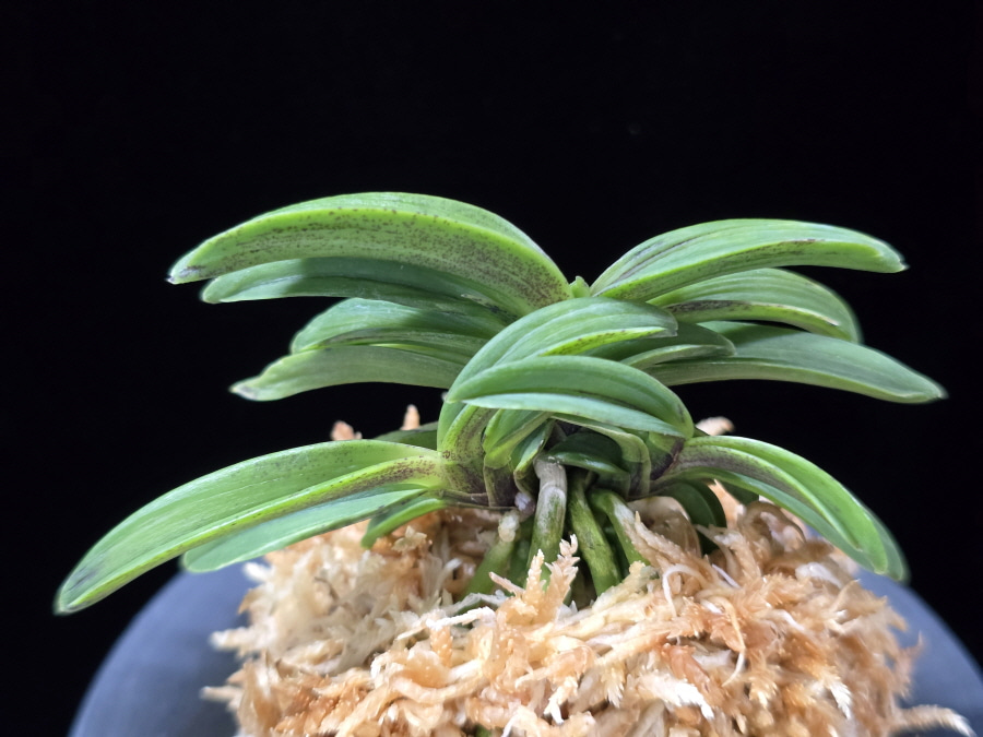 장백 將白 Jangbaek (Janggun+Momoyamanishiki) 장백 將白 Jangbaek (Janggun+Momoyamanishiki)