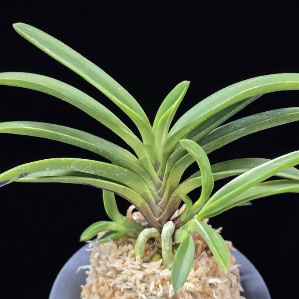 여은백호 麗殷白縞 Yeoeun Shiroshima