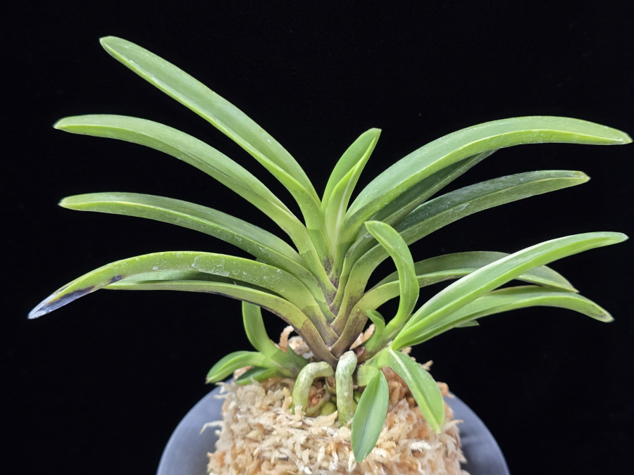 여은백호 麗殷白縞 Yeoeun Shiroshima 여은백호 麗殷白縞 Yeoeun Shiroshima