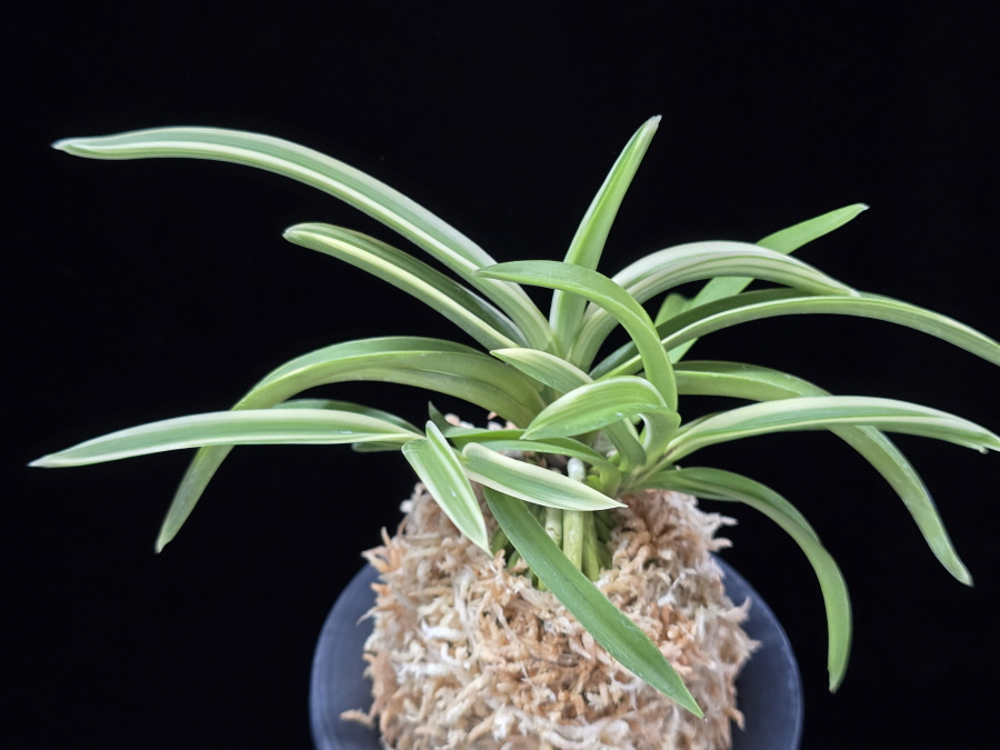 소월 素月 Sowol 소월 素月 Sowol