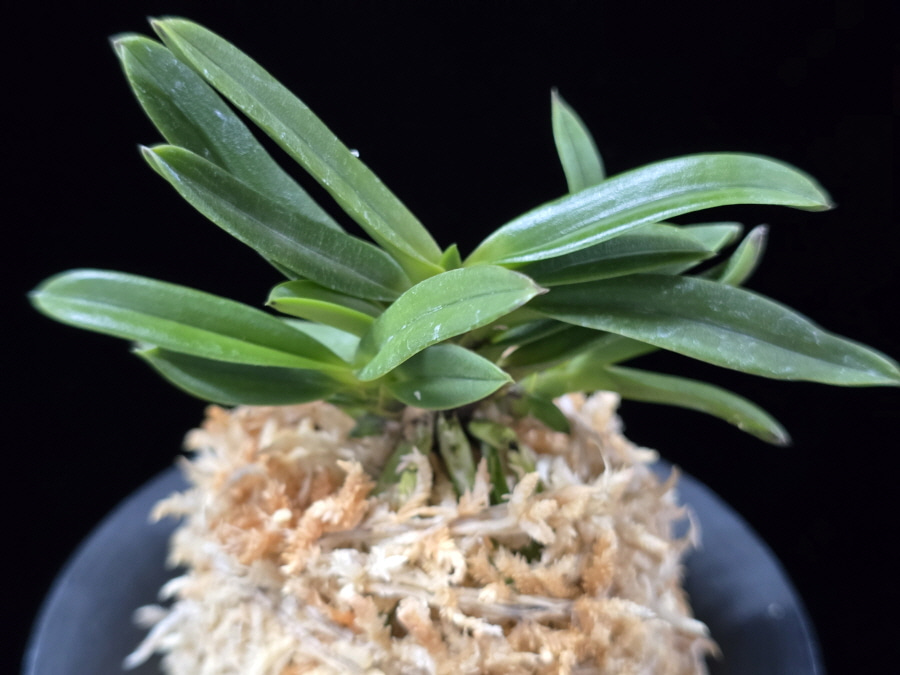 흑요 黑耀 Kokuyou 흑요 黑耀 Kokuyou