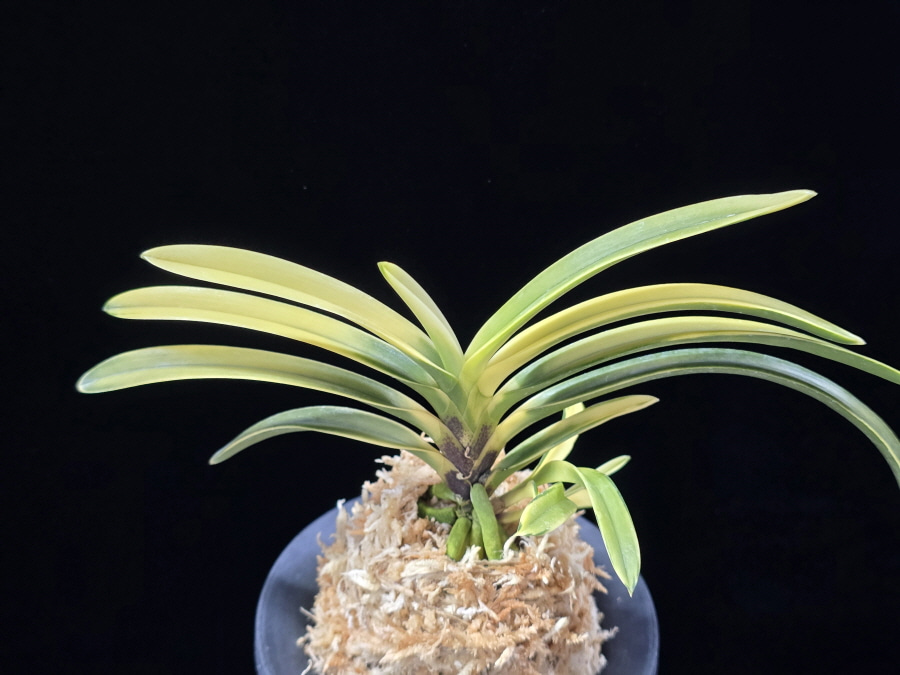 금직 錦織 Nishikiori 금직 錦織 Nishikiori