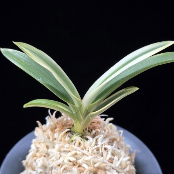 천명 天明 Cheonmyeong(Tenmei)