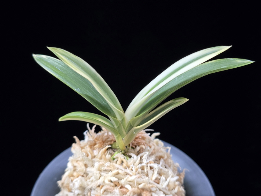 천명 天明 Cheonmyeong(Tenmei) 천명 天明 Cheonmyeong(Tenmei)