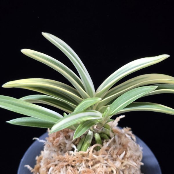 천명 天明 Cheonmyeong(Tenmei)