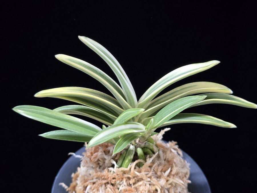 천명 天明 Cheonmyeong(Tenmei) 천명 天明 Cheonmyeong(Tenmei)