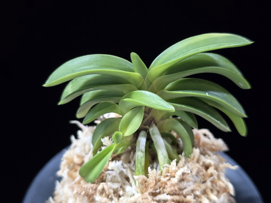 청담 淸潭 Cheongdam (Ruby root) 청담 淸潭 Cheongdam (Ruby root)