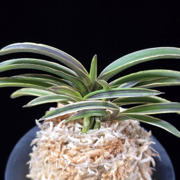 신라 新羅 Sinra (Shiragi)