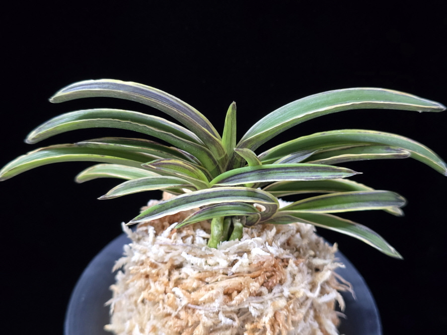 신라 新羅 Sinra (Shiragi) 신라 新羅 Sinra (Shiragi)