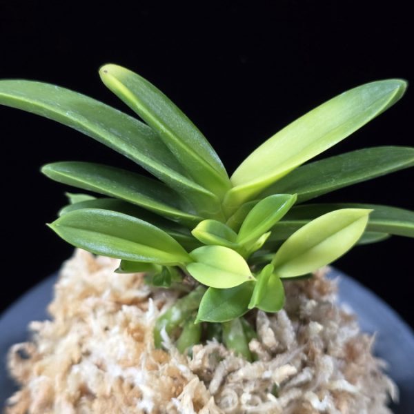 추옥보 秋玉寶 Chuokbo