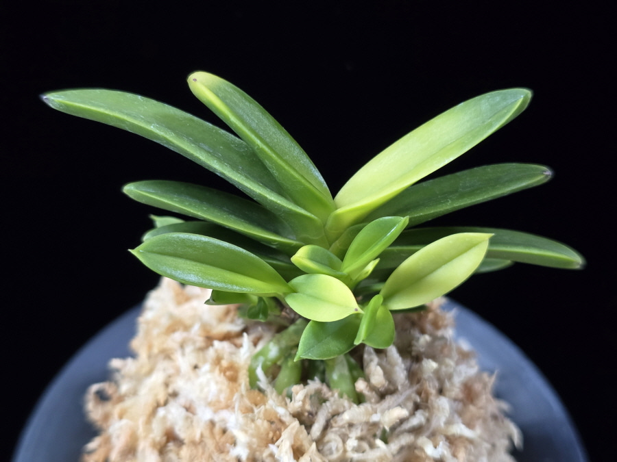 추옥보 秋玉寶 Chuokbo 추옥보 秋玉寶 Chuokbo