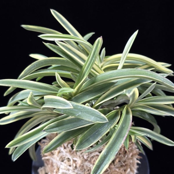 서학 西鶴 Saikaku