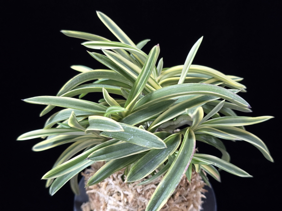 서학 西鶴 Saikaku 서학 西鶴 Saikaku