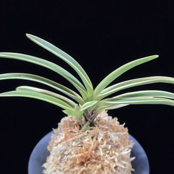 비금 羆錦 Higuma Nishiki