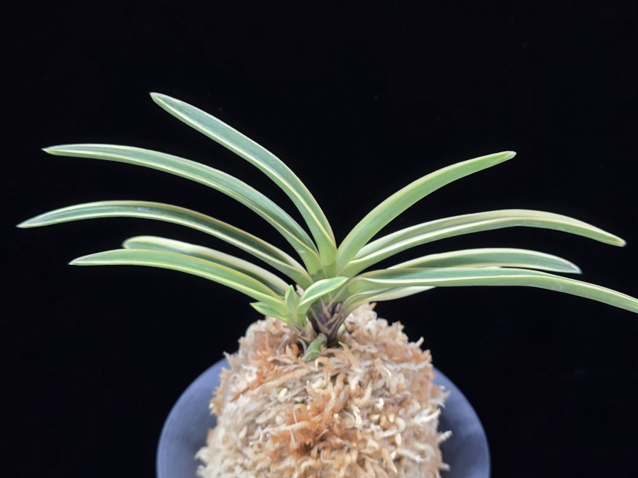 비금 羆錦 Higuma Nishiki 비금 羆錦 Higuma Nishiki