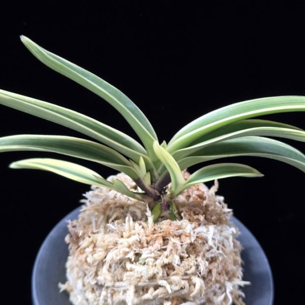 원창 圓窓 Wonchang(Enso)