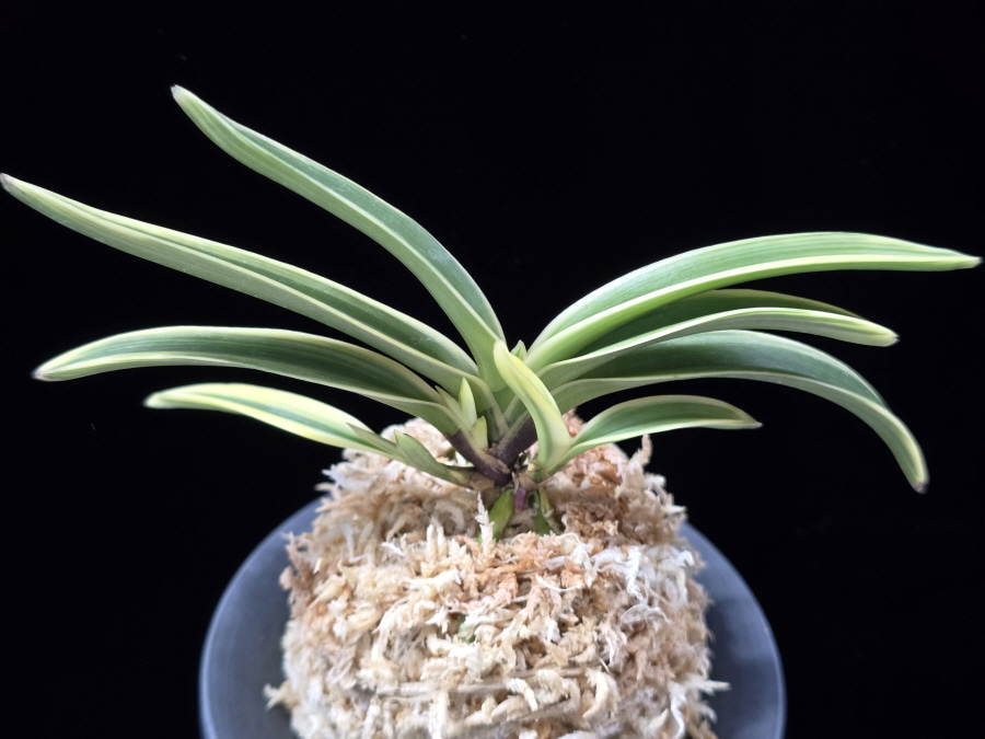 원창 圓窓 Wonchang(Enso) 원창 圓窓 Wonchang(Enso)