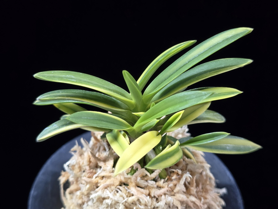 성대호 聖代縞 Sedai Shima 성대호 聖代縞 Sedai Shima