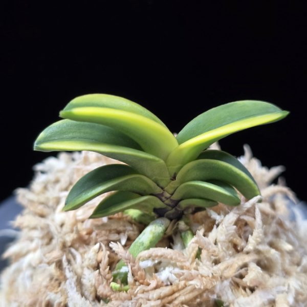 청해금 靑海錦 Seikai Nishiki