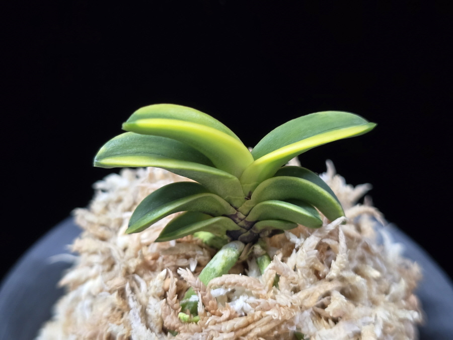 청해금 靑海錦 Seikai Nishiki 청해금 靑海錦 Seikai Nishiki