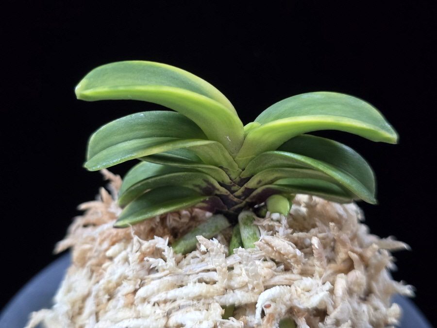 청해금 靑海錦 Seikai Nishiki 청해금 靑海錦 Seikai Nishiki