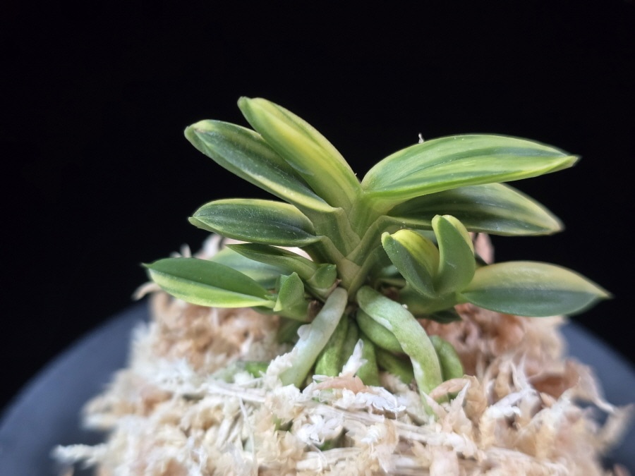 취월호 翠月湖 Chwiwolho(Seedling) 취월호 翠月湖 Chwiwolho(Seedling)